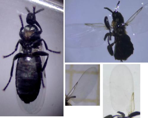 Réf. 347 608 : Thripomorpha coxendix